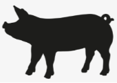 Roaster Pig